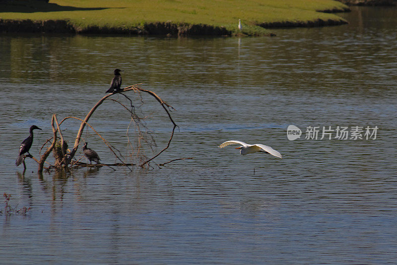 大白鸟，被称为大白鹭(Ardea alba)，在一群鸬鹚旁边的湖面上飞行。